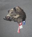 cinghiale